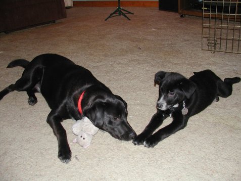 Black Lab Mix Puppies